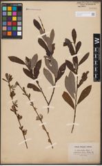 Foto von Salix aurita L. x Salix purpurea L.